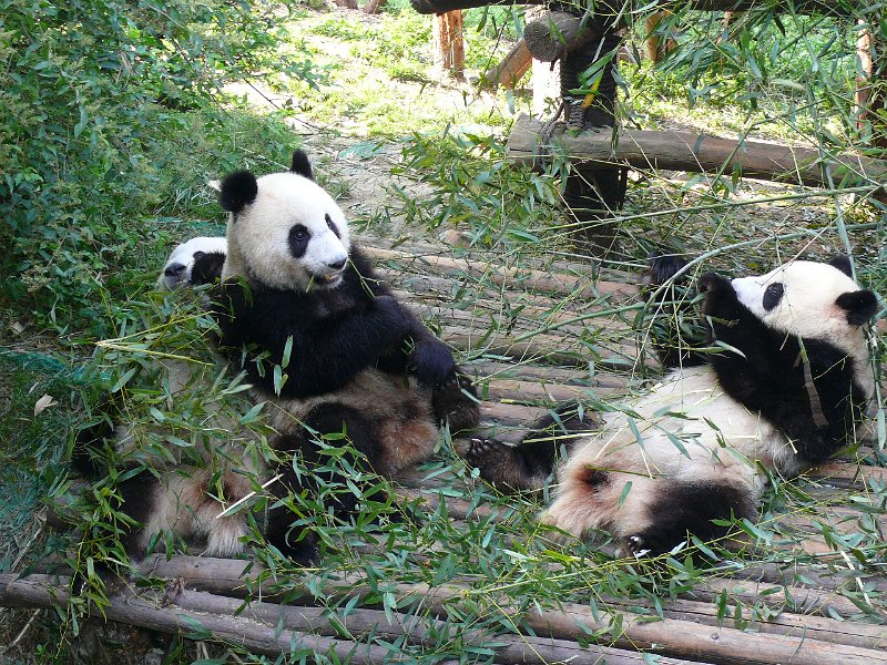 Pandas (014).jpg